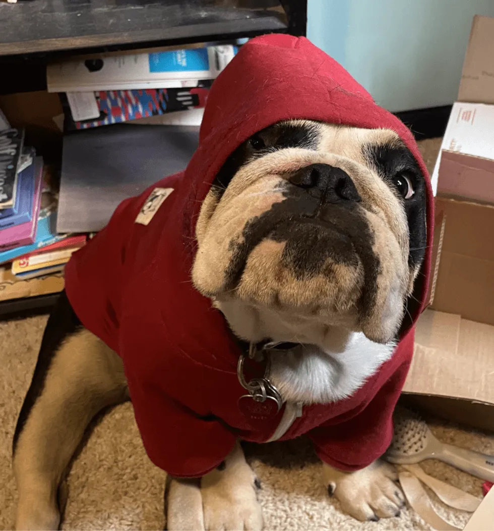 dog in a sweatshirt